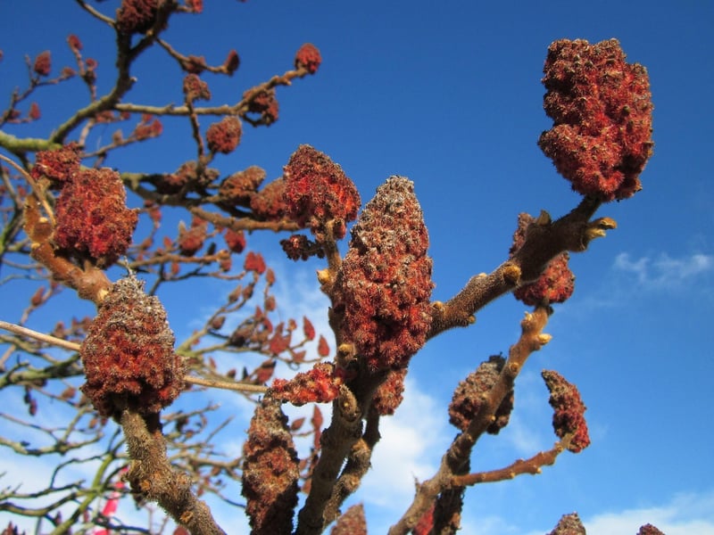 Sumac Infusion